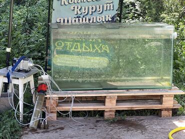разные растения: Срочно продаю аквариум 400 литров в комплекте идут кислород и фильтр
