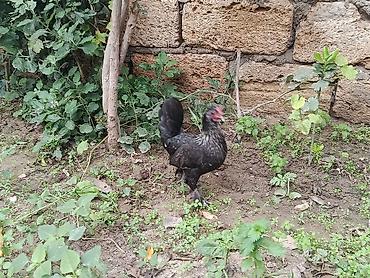 Toyuq, Damazlıq