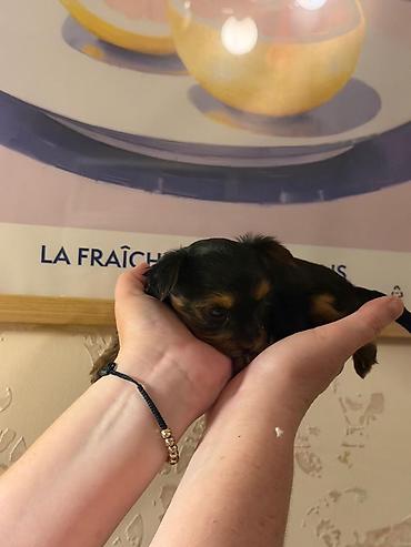 zvanok balası: Cins: Yorkshire Terrier (yorki) balası Rəng: Qara‑tünd qəhvəyi (tan — 7