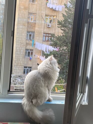 pişik ucuz: Британская, Самец, Для вязки, Самовывоз