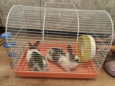 Декоративные кролики: Продаю 2 кроликов 1,5 месячные почти 2 месячные. порода шиншила.один