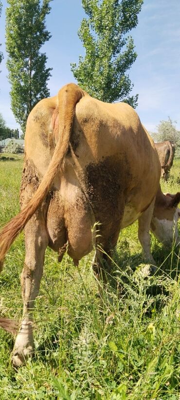 Коровы, быки: Продаю | Корова (самка) | Швицкая, Айрширская | Для разведения, Для молока