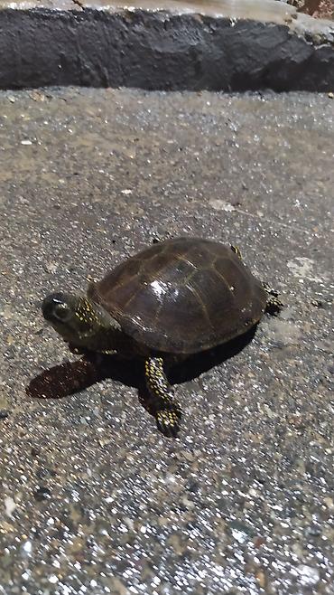 Akvariumlar: Tısbağa 🐢🐢🐢🐢🐢 ünvan, Bakı şəhəri, Nizami metrosu yaxınlığında -da lalafo.az — 18 Akvariumlar: Tısbağa 🐢🐢🐢🐢🐢 ünvan, Bakı şəhəri, Nizami metrosu yaxınlığında — 18