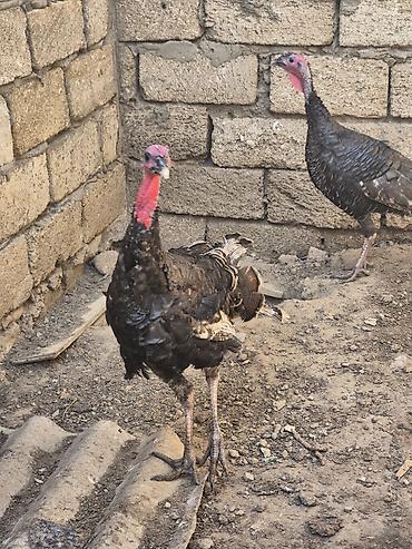 hinduşka: Erkək, Kanada, Damazlıq, Ödənişli çatdırılma — 2