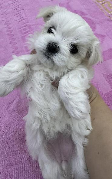 İtlər: Malta bolonka — 14