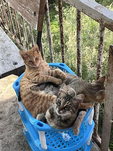 boz pisik: Tabbi, Erkək, Dişi, Yaxşı əllərə, Ünvandan götürmə, Pulsuz çatdırılma — 3