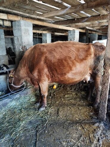 симментальская порода коров купить в бишкеке: Продаю | Корова (самка) | Швицкая | Для молока