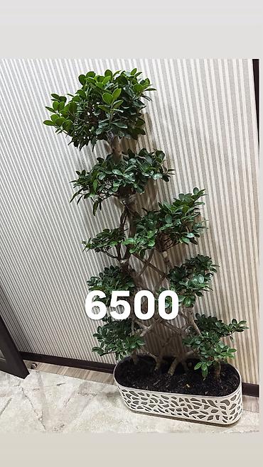 Другие комнатные растения: Комнатные цветы, цены написаны на фото — 7