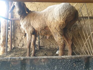 Бараны, овцы: Продаю | Баран (самец) | Арашан | Для разведения | Племенные
