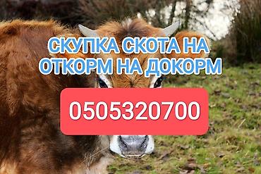 отдам котят: Частное лицо : Коровы, быки, Лошади, кони, | На откорм, Откормленные, Бесплатная доставка — 1