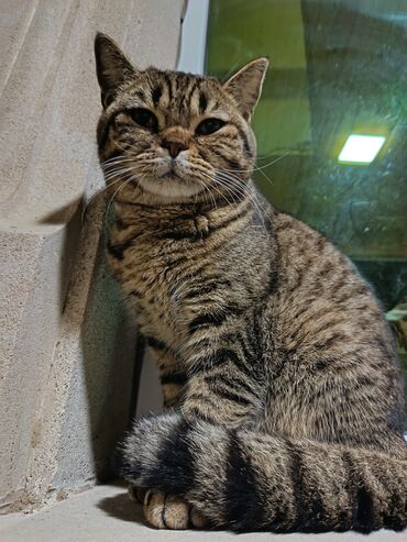 объявление про котят в баку: Qızıl şinşilla, Erkək, Yaxşı əllərə
