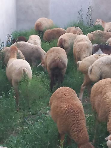 cins piwikler: Salam 20 heyavandı 1ədədi erkək qoç 2dənədə erkək toxlu 17 dişi — 1