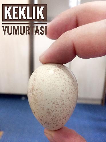 sud ceni: Kəklik yumurtası 2 azn — 6