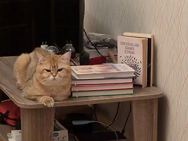 pişik ucuz: Britan, Erkək, Cütləşmə üçün — 3