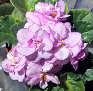 Фиалки и глоксинии: В продаже детки,пасынки сортовых мини и полумини фиалок 🌺🌿🌺 at lalafo.kg — 21 Фиалки и глоксинии: В продаже детки,пасынки сортовых мини и полумини фиалок 🌺🌿🌺 — 21