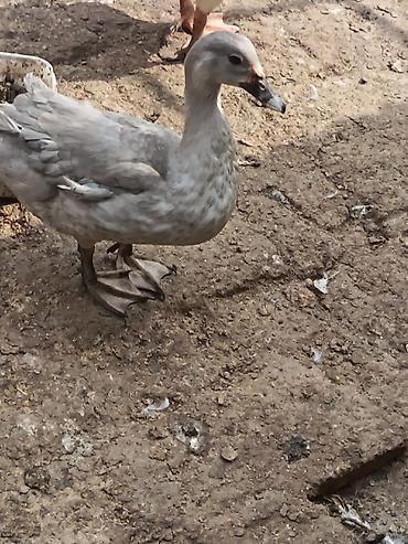 südlük inək cinsləri: Erkək, | Lal ördək, Damazlıq, Ünvandan götürmə — 3