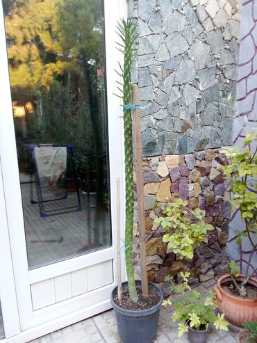Kaktus: Salam kaktus satılır vaxdi çatanda gül açir boyu 1.50sm