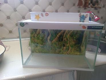 Akvariumlar: Şüşə akvarium Mənzərəli fonu var qiymət sondur - Şəffaf şüşədən — 6