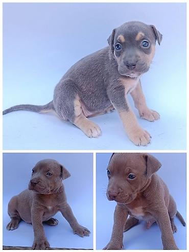 Pit bull štenci Pit bull štenci na prodaju. 2 lilac mužjaka i 1