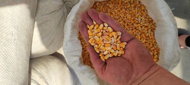 эспарсет семена: Семена и саженцы Кукурузы, Самовывоз