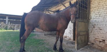 Лошади, кони: Продаю | Кобыла (самка) | Полукровка | На забой, Для разведения | Племенные