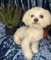 ingilis setteri it cinsinin adi: 1 год, Самец, С прививками