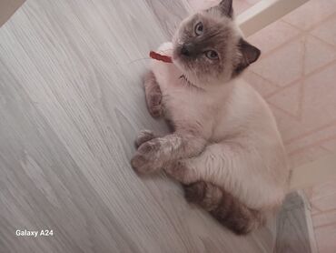 pişik ucun yuva: Şotland, Dişi, Yaxşı əllərə, Pulsuz çatdırılma