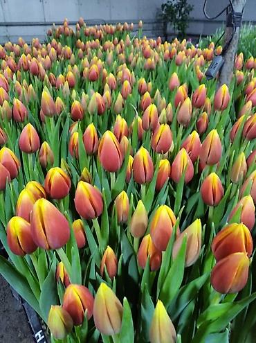 Цветы и букеты: ТЮЛЬПАНЫ ТЮЛЬПАНЫ ТЮЛЬПАНЫ. принимаем заказы на тюльпаны оптом к 8 — 4