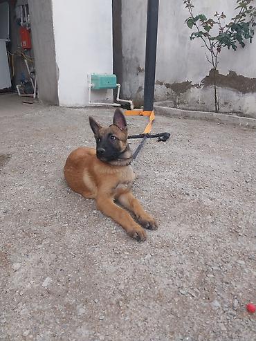 itlər bala: Belçika çoban iti, 2 ay, Erkək, Peyvəndli — 2