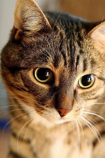 в добрые руки в Азербайджан | Коты: Домашняя кошка, 5 месяцев, бесплатно в добрые руки. ласковая, добрая
