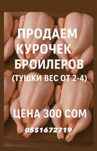 дой пак бишкек: Бройлер 