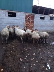 продажа баранов в бишкеке: Продаю | Овца (самка) | Арашан | Котные, Матка