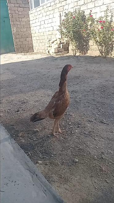 sarı quş: Öz həyətimdə çıxan fərələrdir. Qapısına cins axtaranlar üçün. • Xallı — 3