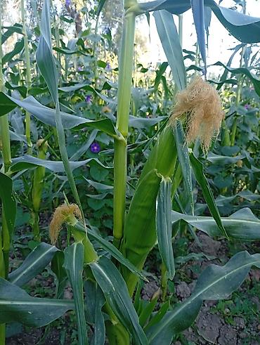 кукуруза с качаном: Кукуруза В розницу — 1