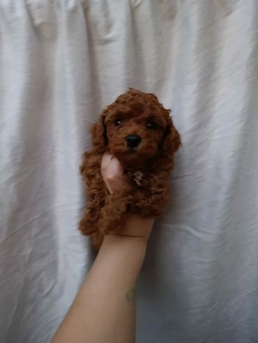 coban itleri: Toy pudel red braun çekisi iki iki kilo yarım olacey — 4
