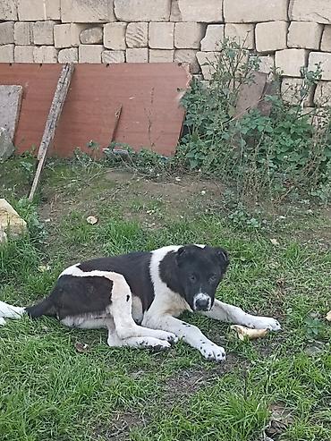 balaca it səkilləri: Qurdbasar, 5 ay, Erkək, Peyvəndli, Ödənişli çatdırılma — 3