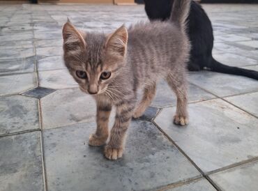сибирская кошка цена: Отдам котёнка в хорошие, добрые руки. 2 месяца, добрый игривый