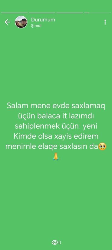 Chevrolet: Xidmət: Balaca ev itinin sahibləndirilməsi axtarışı Təsvir: - Evdə