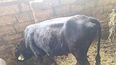 balaca dana: Saxlanmali mallardi ancaq cacap 0505314161 — 1