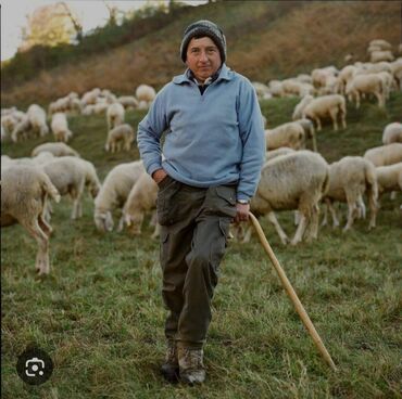 Пастухи: Требуется Пастух, Оплата Ежемесячно, Форма