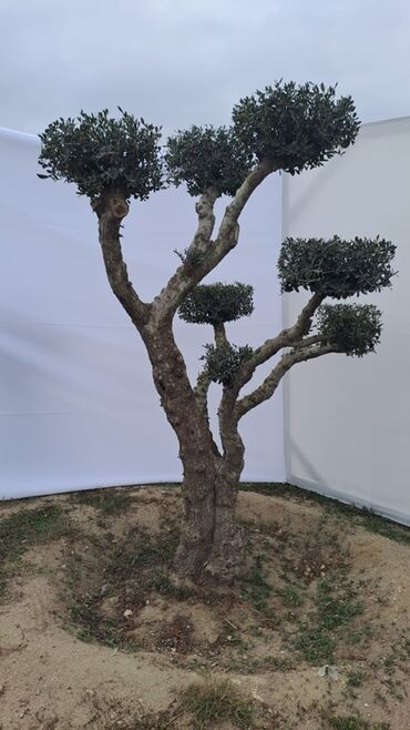 Ağaclar: Bonsai formalı zeytun ağacları – bağ və landşaft üçün Məhsulun — 6