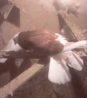 Göyərçinlər: Temiz babayevisqi eni quyruq hundur ayaq uzun quwdardi erkey dest ag — 11