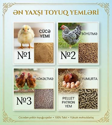 Artıq daimi istifadə üçün Kənd Toyuğu. Serebrist. Qaz. Ördək