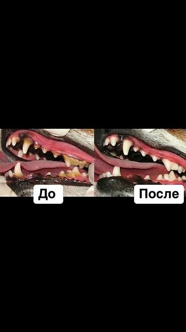 Услуги ветеринара: Ультразвуковая чистка зубов для собак и кошек на выезд! Здравствуйте! — 3