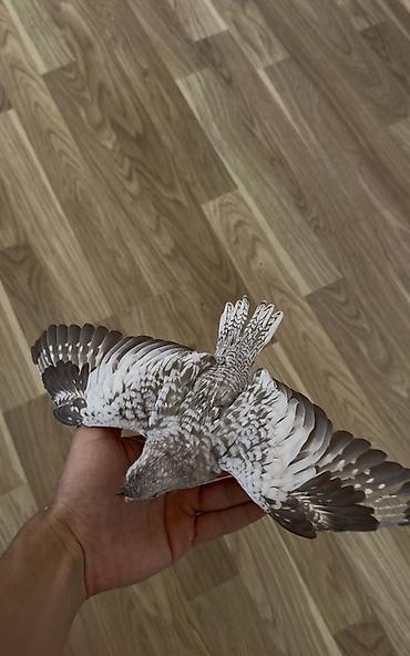 qara mal: Sultan papağanı təqdim olunur. Şəkillərdə görünən quş açıq boz, ağ və — 4