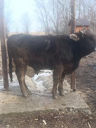 Коровы, быки: Продаю | Бык (самец) | На откорм — 8
