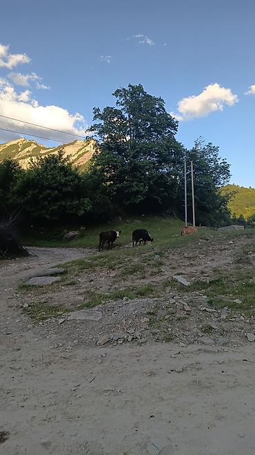 ramanı torpaq: Kənd təsərrüfatı, İşıq — 1