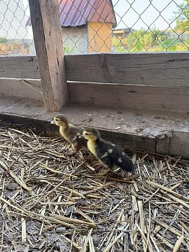 Heyvanlar: Muskovi ördək balaları (indo ducklings) - Cins: muskovi (ördəyi) — 6