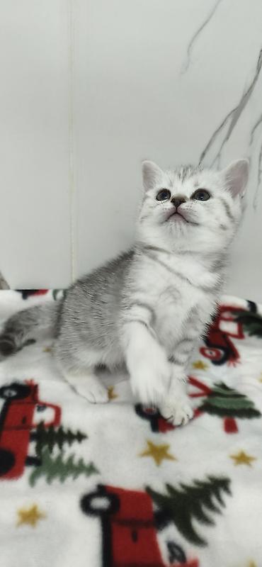 Продажа кошек: Продаются шотландские котята. Две девочки. Дата рождения 26/01/2026 — 9