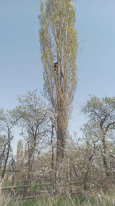Спил деревьев, заготовка дров: Бак кыйабыз отун аралайбыз. ар кандай кыйынчылыктагы 24/7 чалып — 11